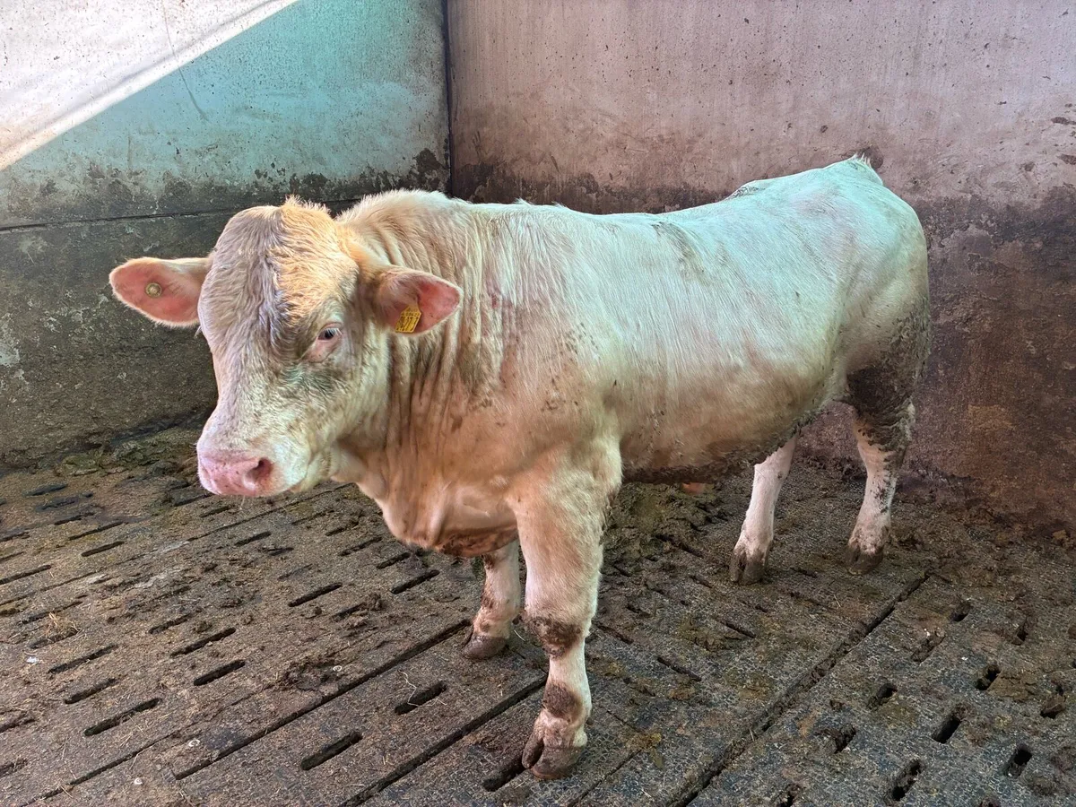 Per bred ch bull - Image 2