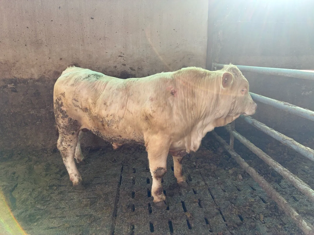 Per bred ch bull - Image 3