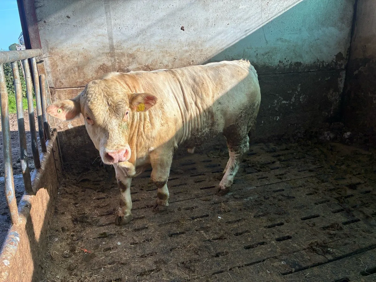 Per bred ch bull - Image 4
