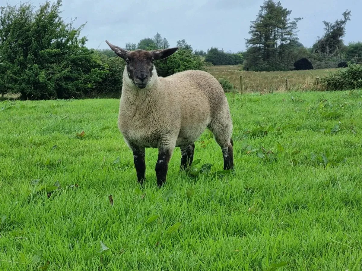 Hybrid ewe lambs - Image 4