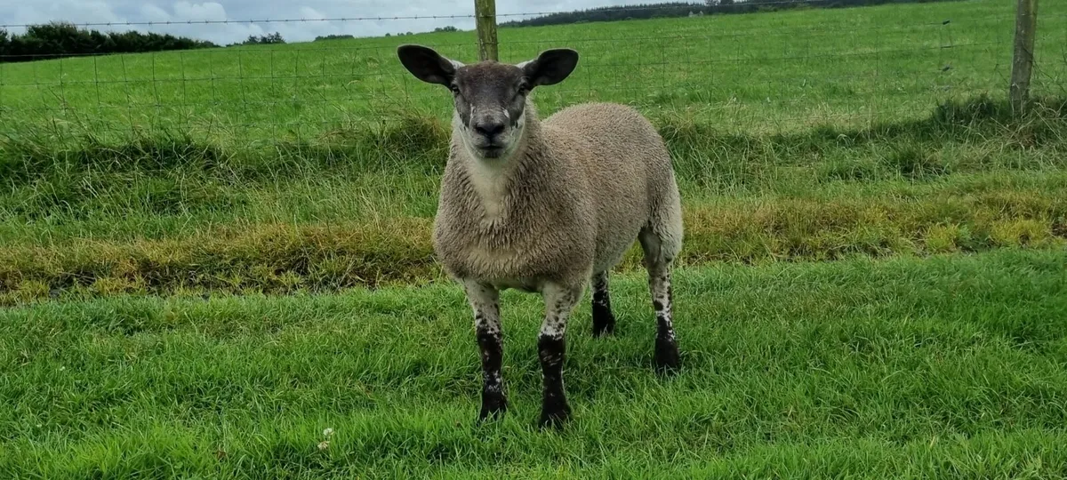 Hybrid ewe lambs - Image 1
