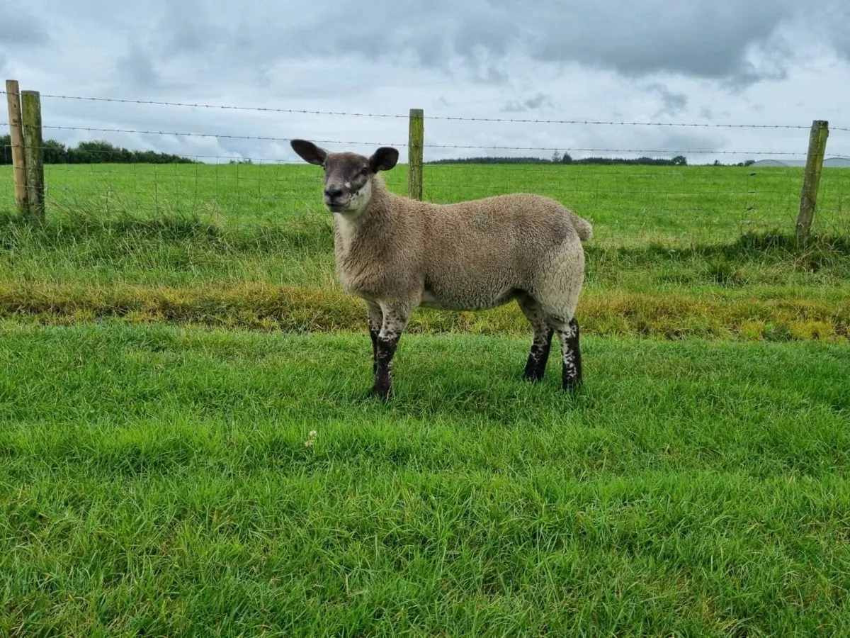 Hybrid ewe lambs - Image 2