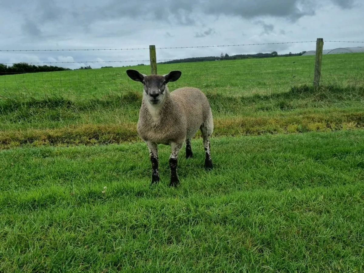 Hybrid ewe lambs - Image 3