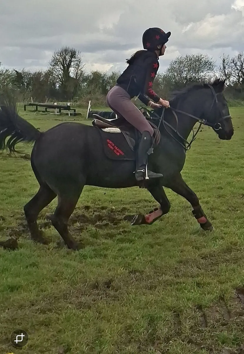 Proven 147cm All rounder and Competition Pony - Image 3