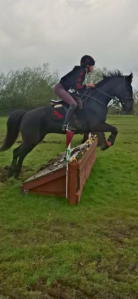 Proven 147cm All rounder and Competition Pony - Image 2