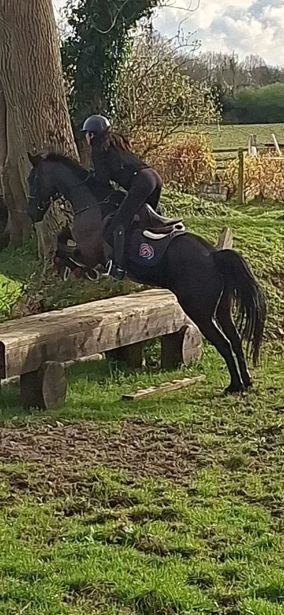 Proven 147cm All rounder and Competition Pony - Image 4