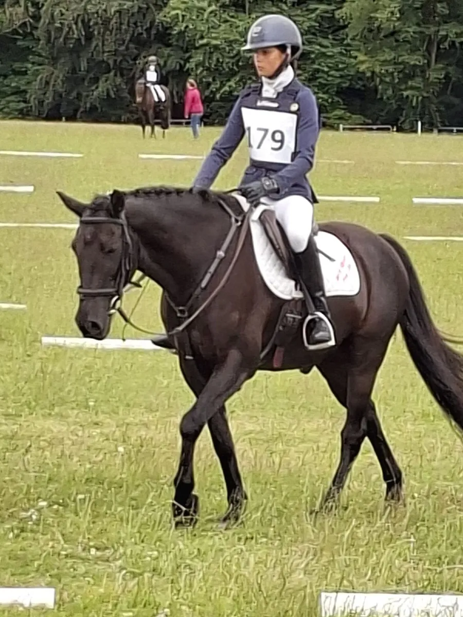 Proven 147cm All rounder and Competition Pony - Image 1