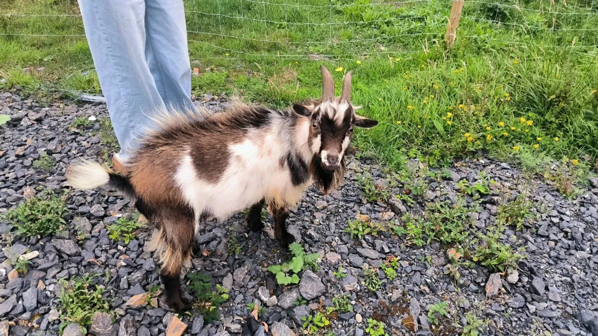 Pygmy goat - Image 2