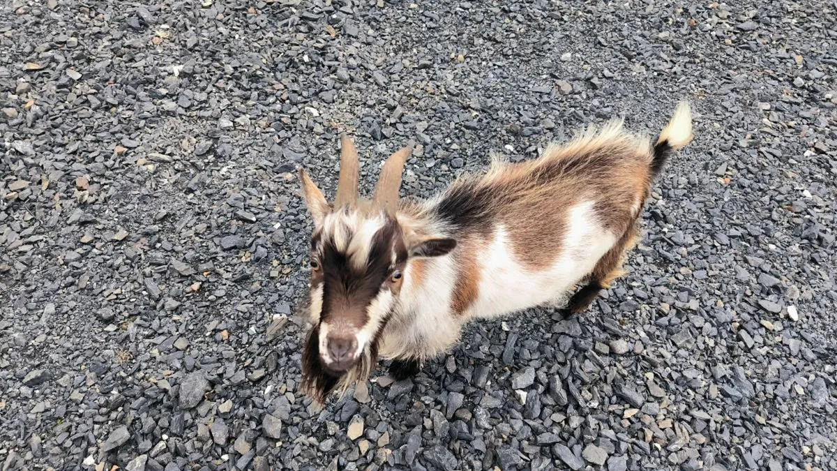 Pygmy goat - Image 1