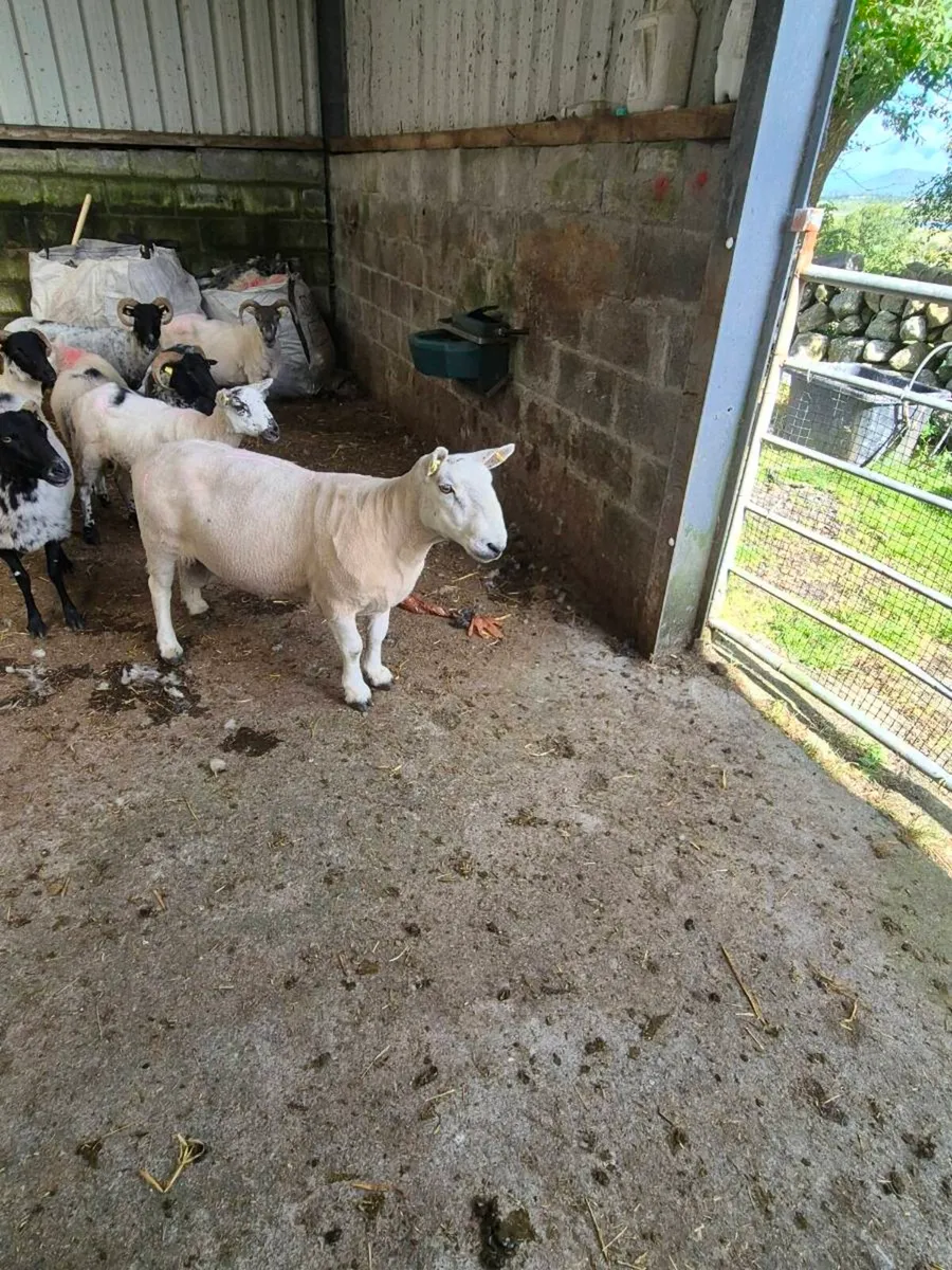 Ram - Image 1
