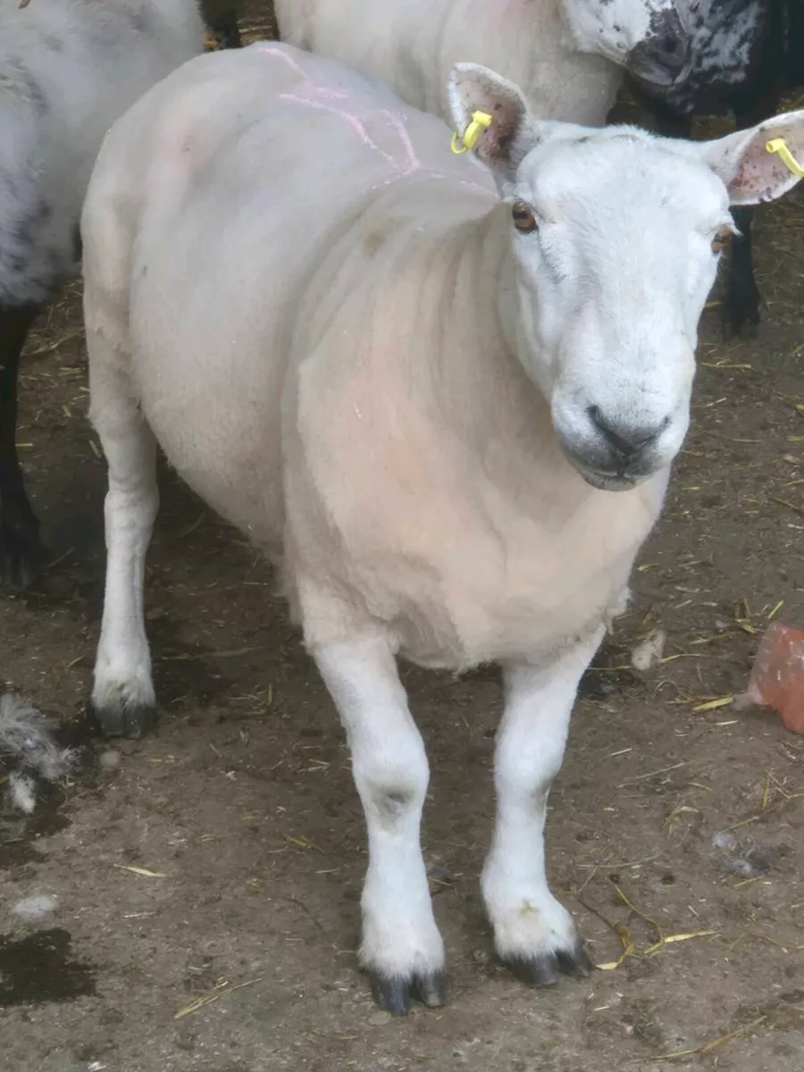 Ram - Image 2