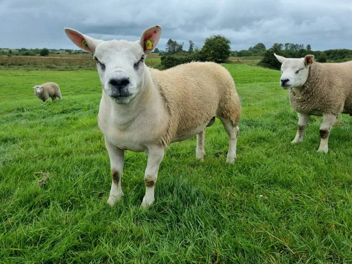 Pedigree Texel ram lambs - Image 4