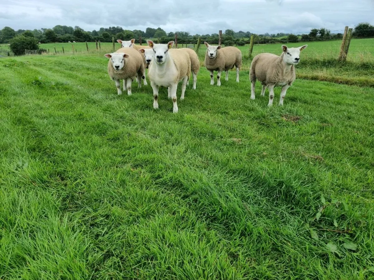 Pedigree Texel ram lambs - Image 1
