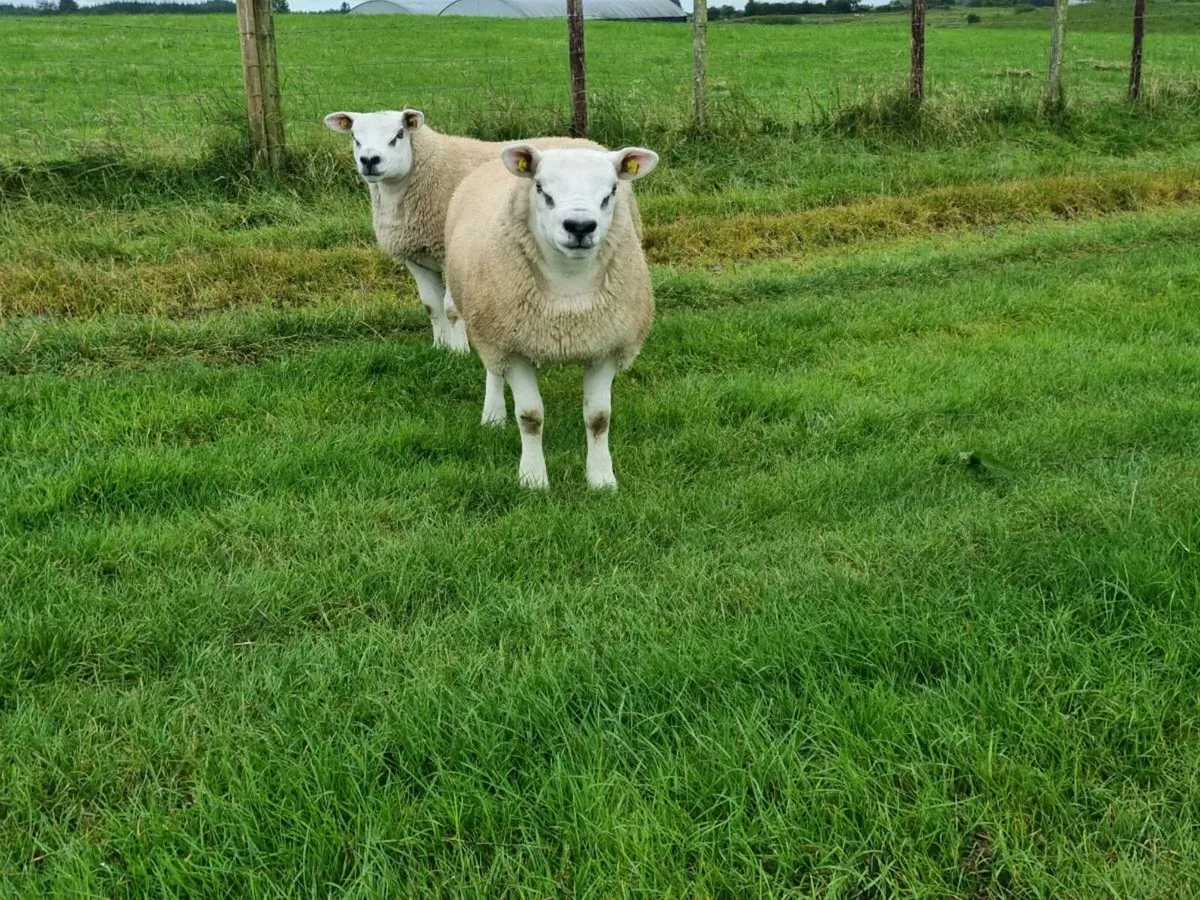 Pedigree Texel ram lambs - Image 2