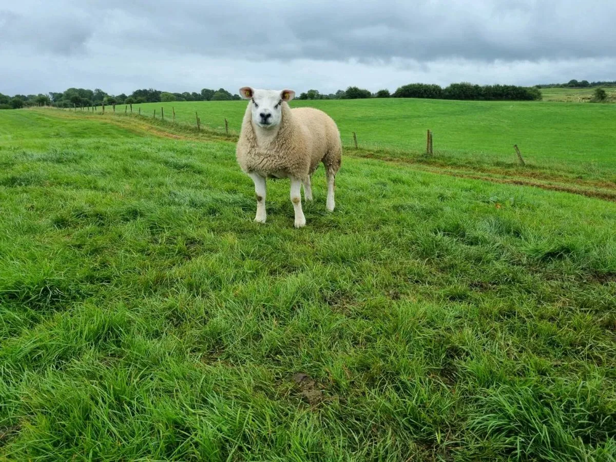 Pedigree Texel ram lambs - Image 3