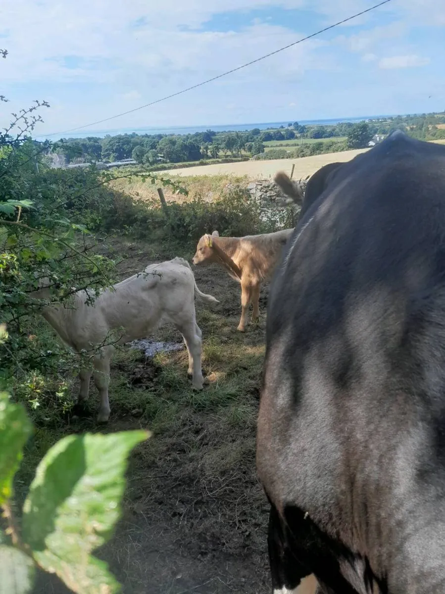 Cow and calves - Image 3
