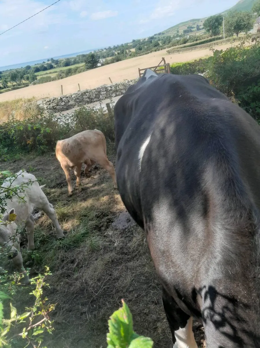 Cow and calves - Image 4