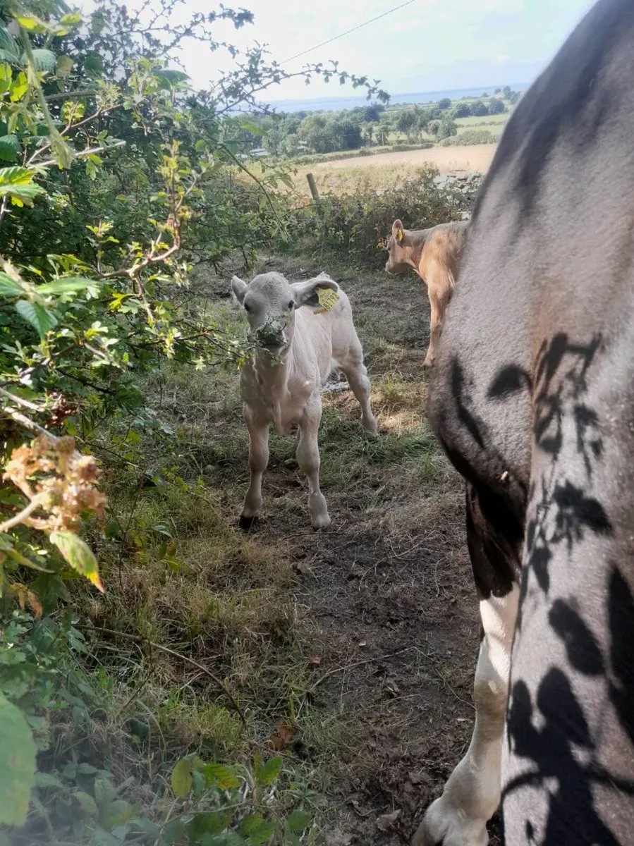 Cow and calves - Image 1