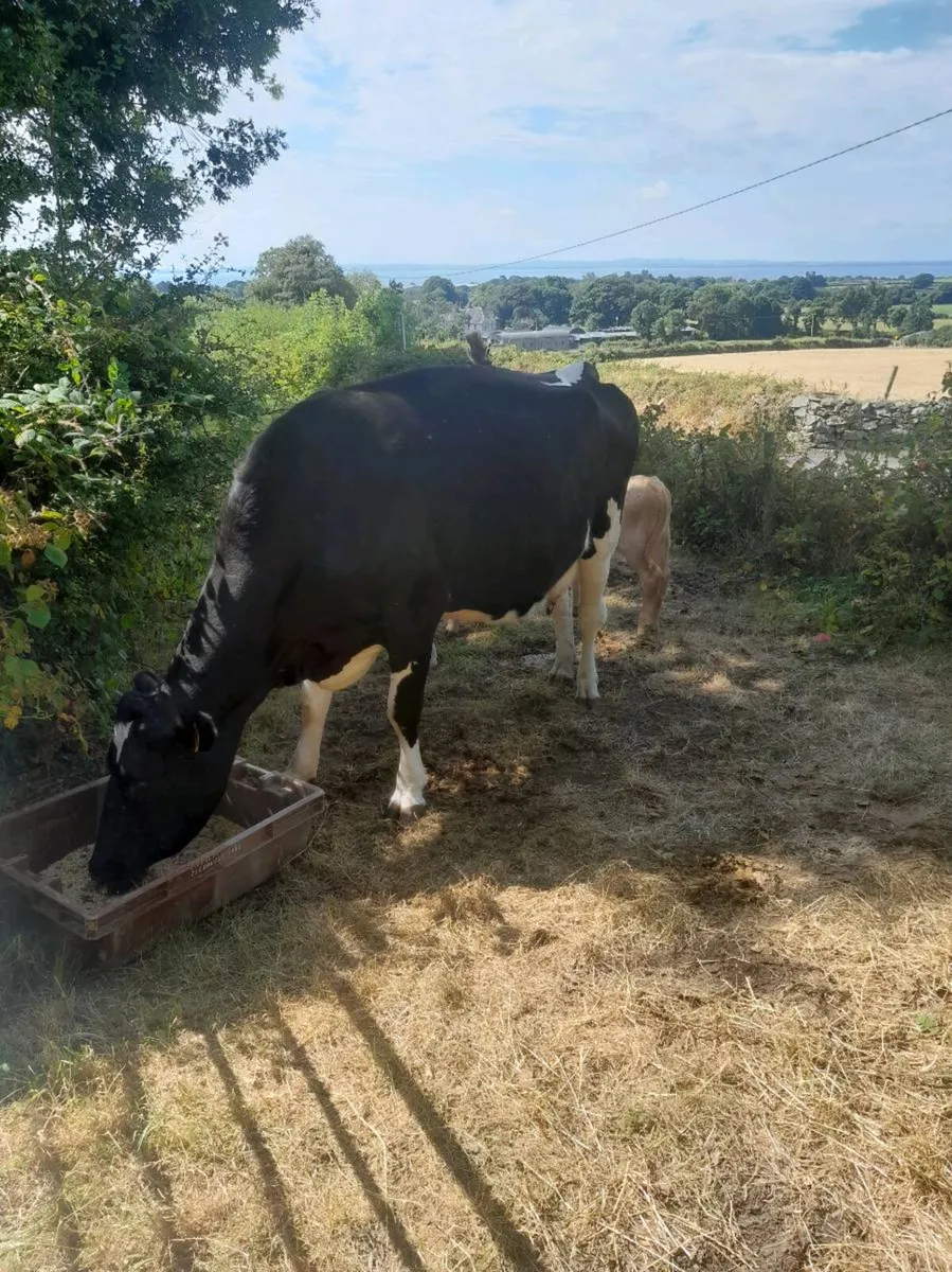 Cow and calves - Image 2