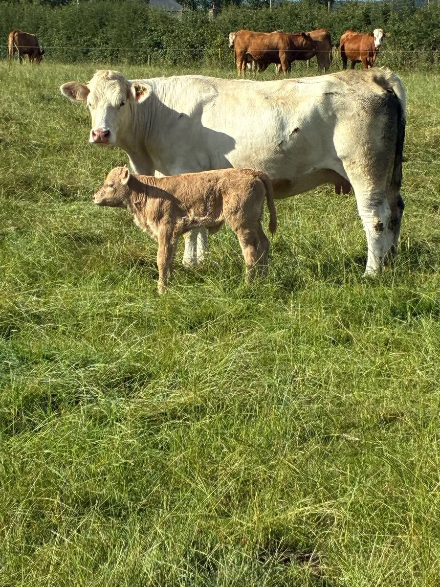 First calved Heiffers - Image 2
