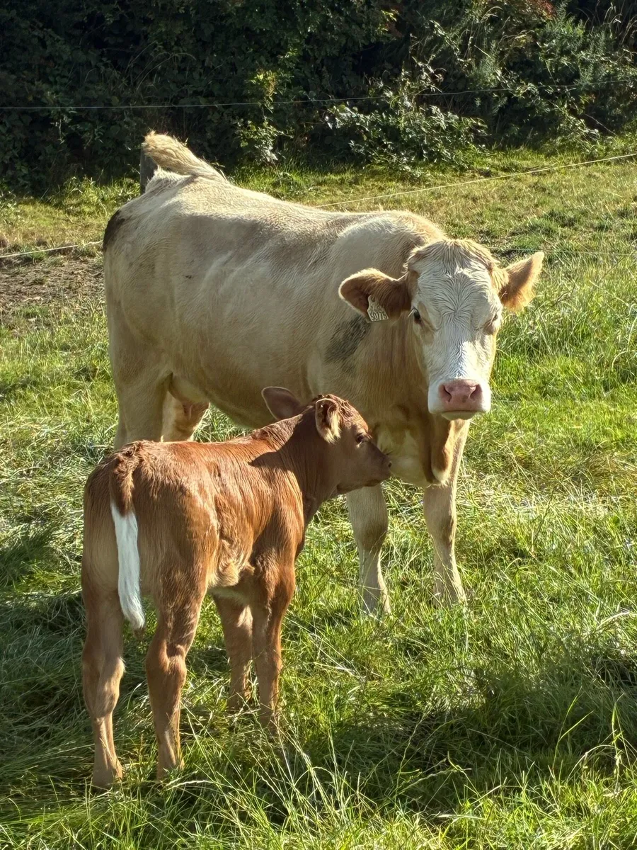 First calved Heiffers - Image 1