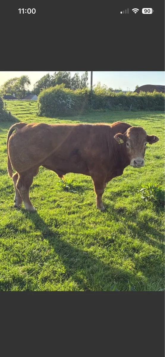 First calved Heiffers - Image 2