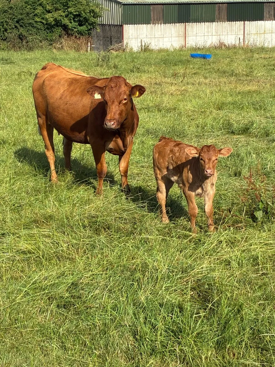 First calved Heiffers - Image 3