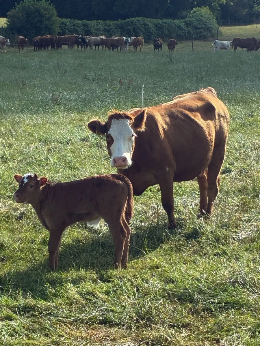 First calved Heiffers - Image 4