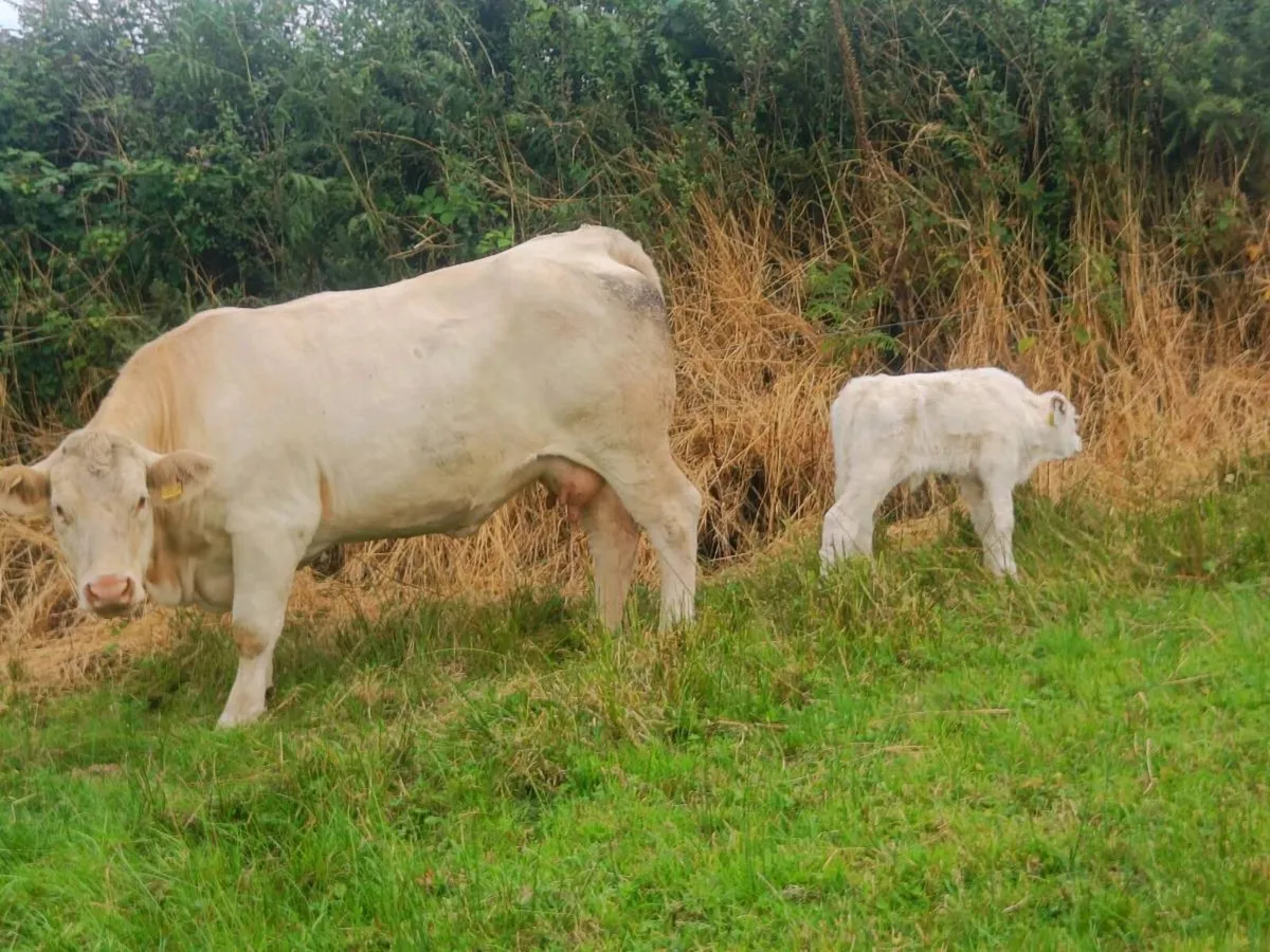 PBR CHAROLAIS HEIFER - Image 1