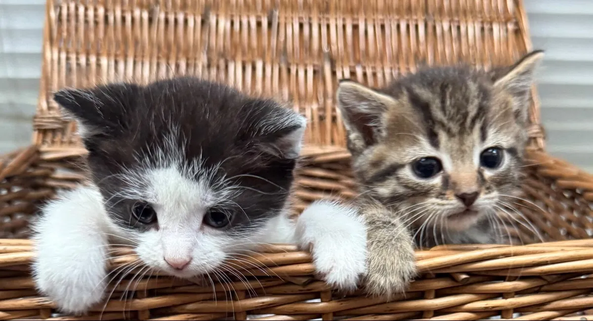 Lovely Kittens - Image 3