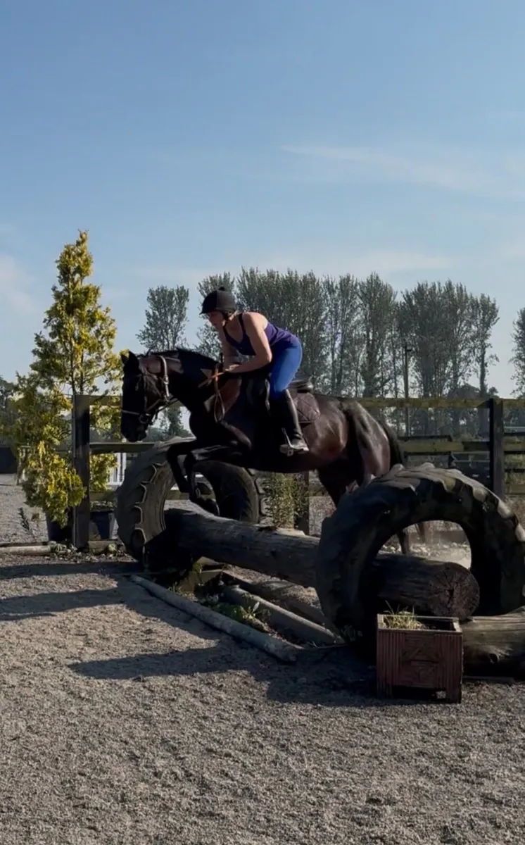 16hh 5yrd mare horse - Image 4