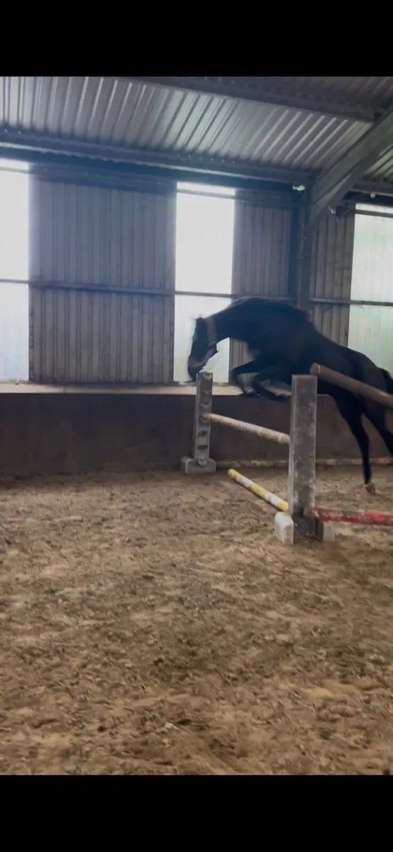 16hh 5yrd mare horse - Image 3
