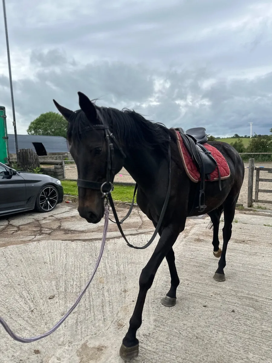 16hh 5yrd mare horse - Image 1