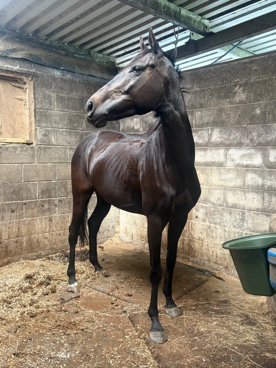 16hh 5yrd mare horse - Image 2