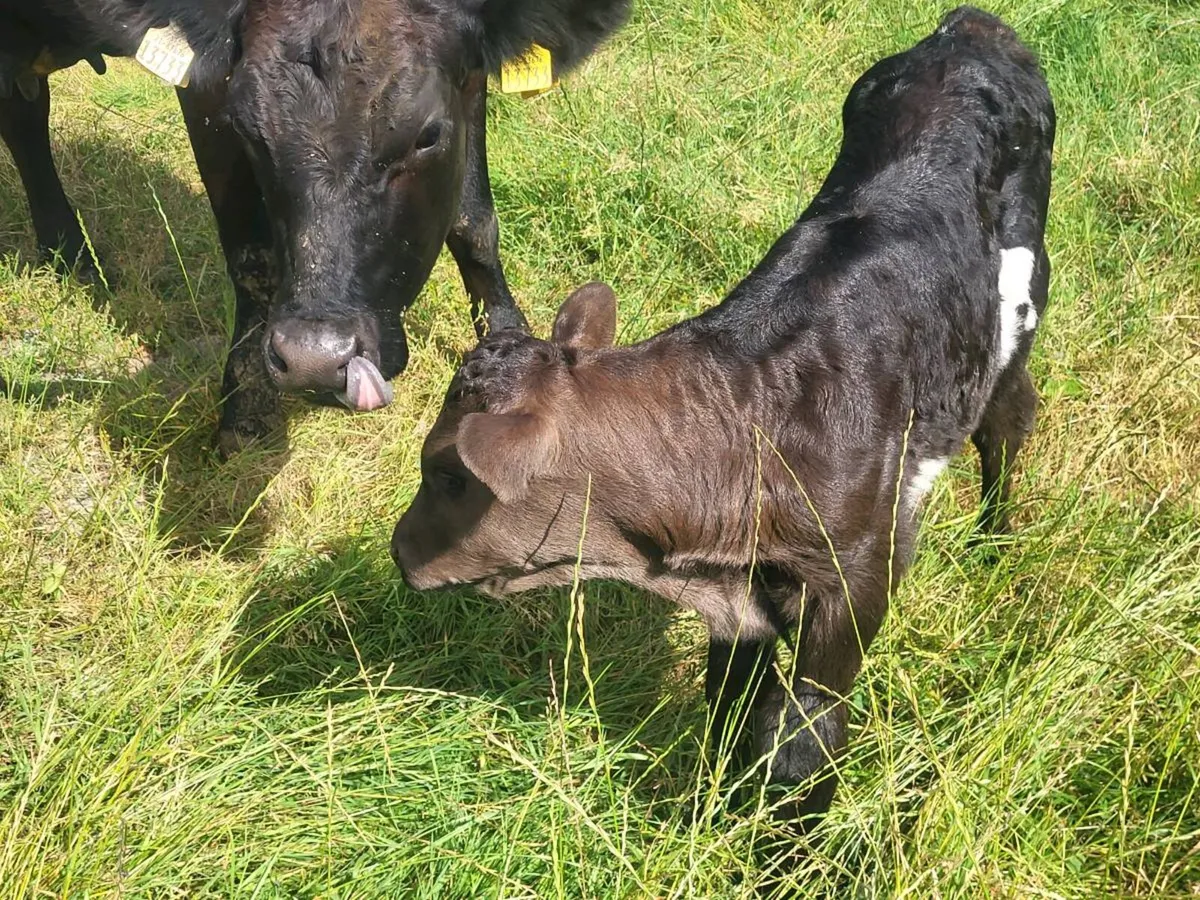 AA HEIFER WITH BULL CALF AT FOOT - Image 1