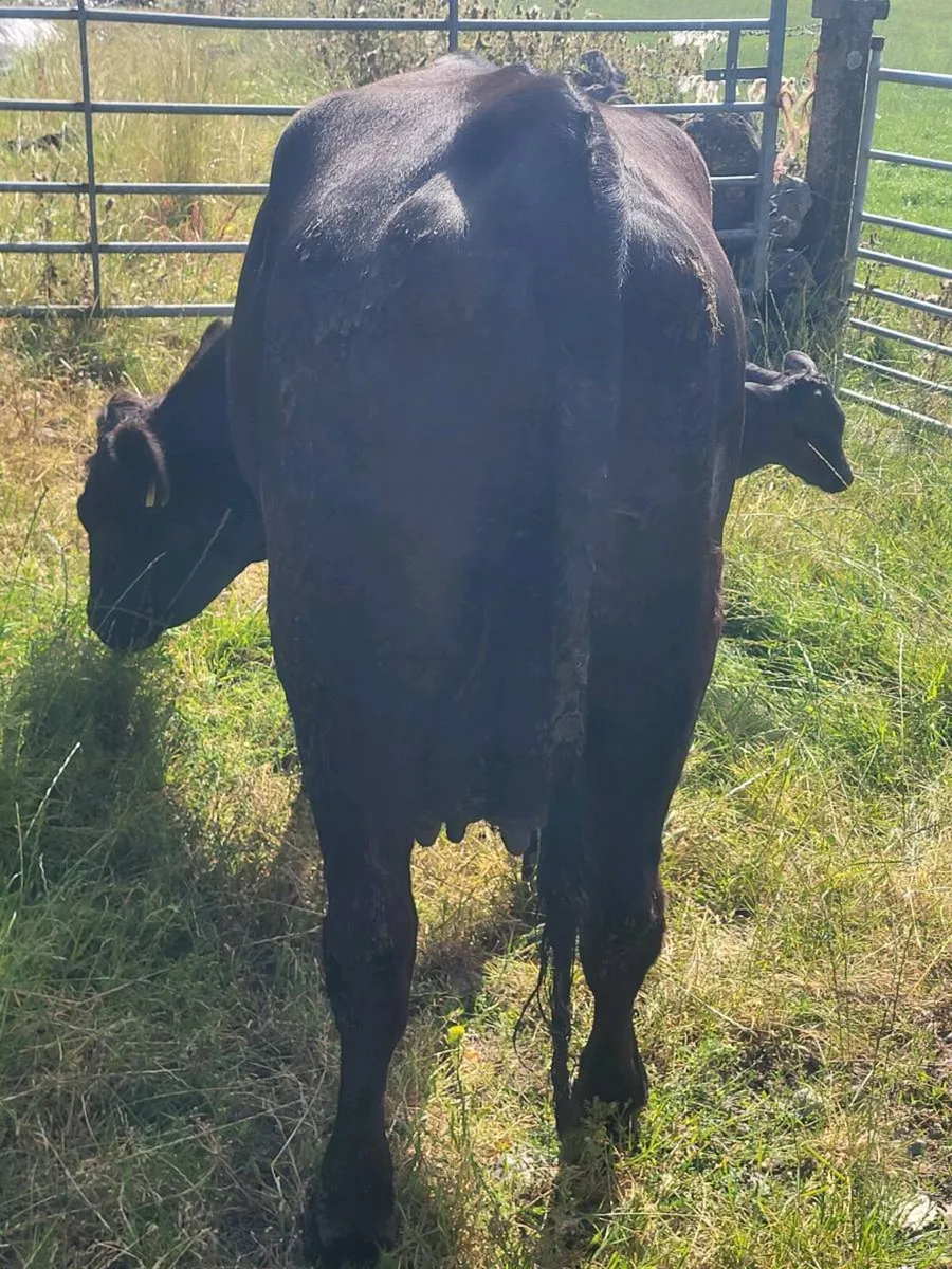 AA HEIFER WITH BULL CALF AT FOOT - Image 2