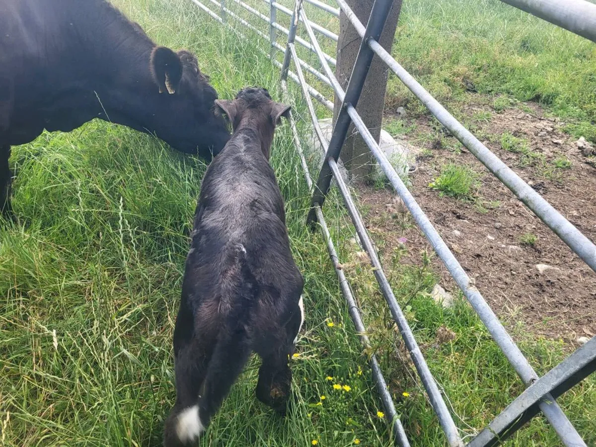 AA HEIFER WITH BULL CALF AT FOOT - Image 4