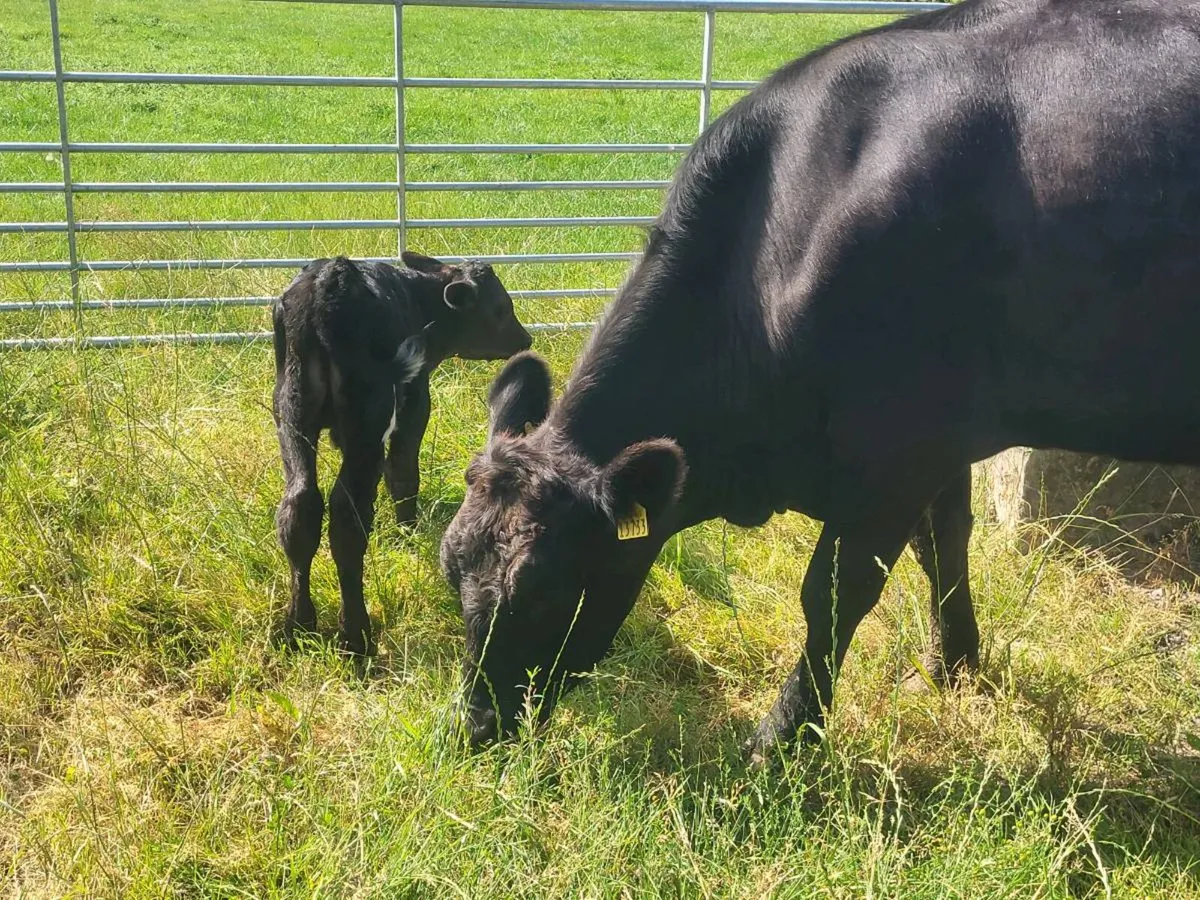 AA HEIFER WITH BULL CALF AT FOOT - Image 3