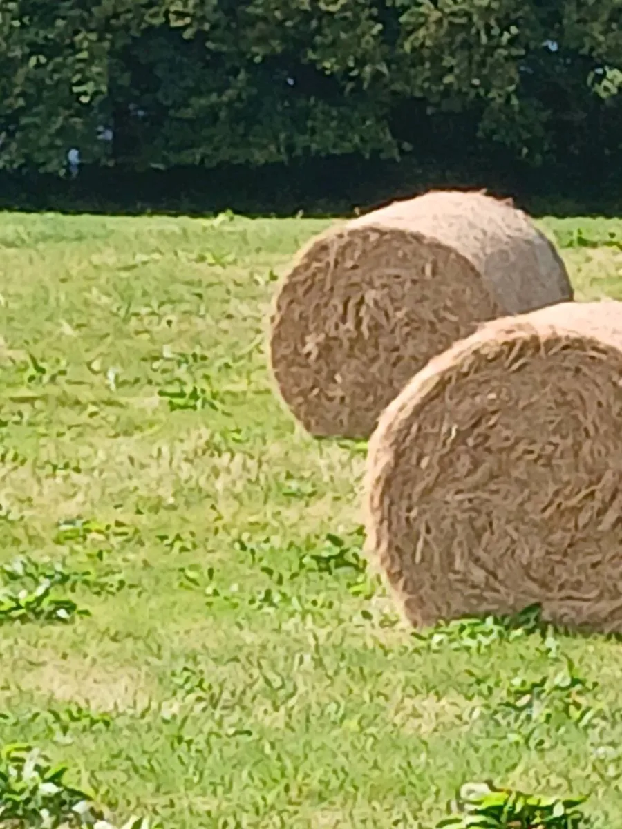 Good quality hay for sale