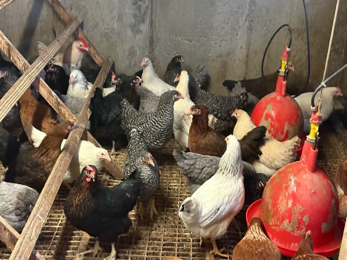 Hens - Image 2