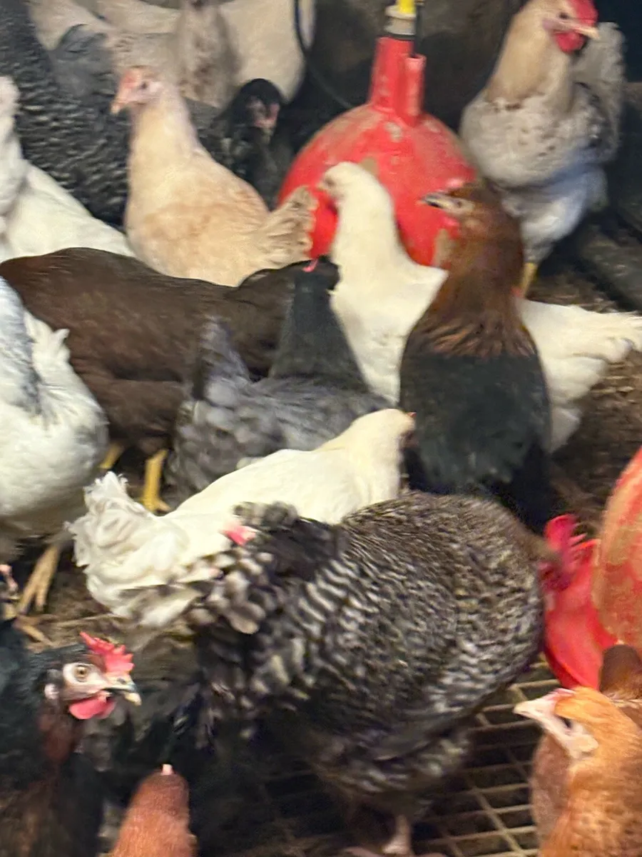 Hens - Image 4