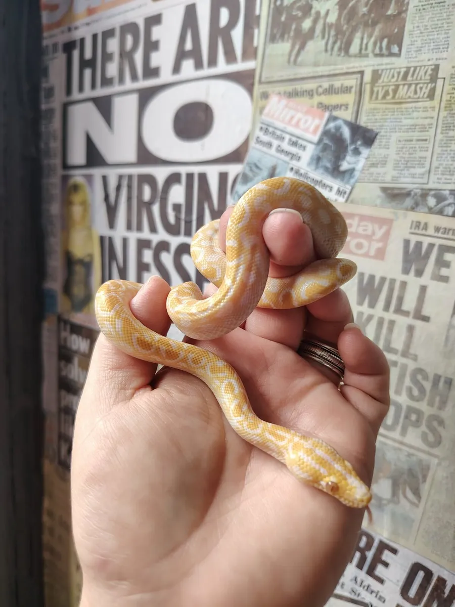 Snakes - Image 4