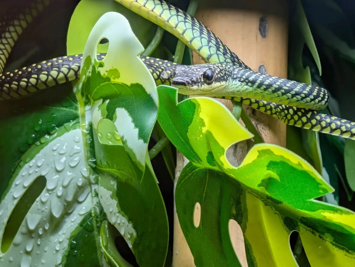 Snakes - Image 1