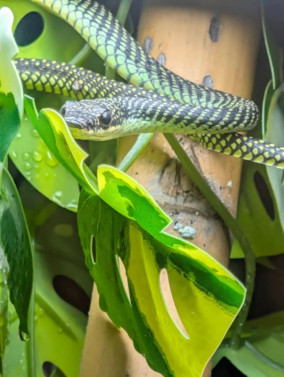 Snakes - Image 2