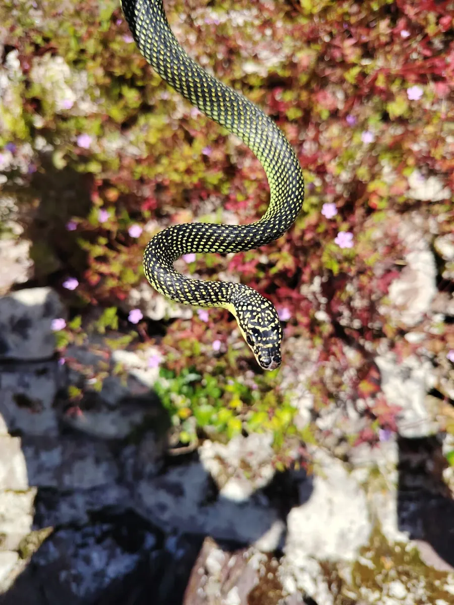 Snakes - Image 3