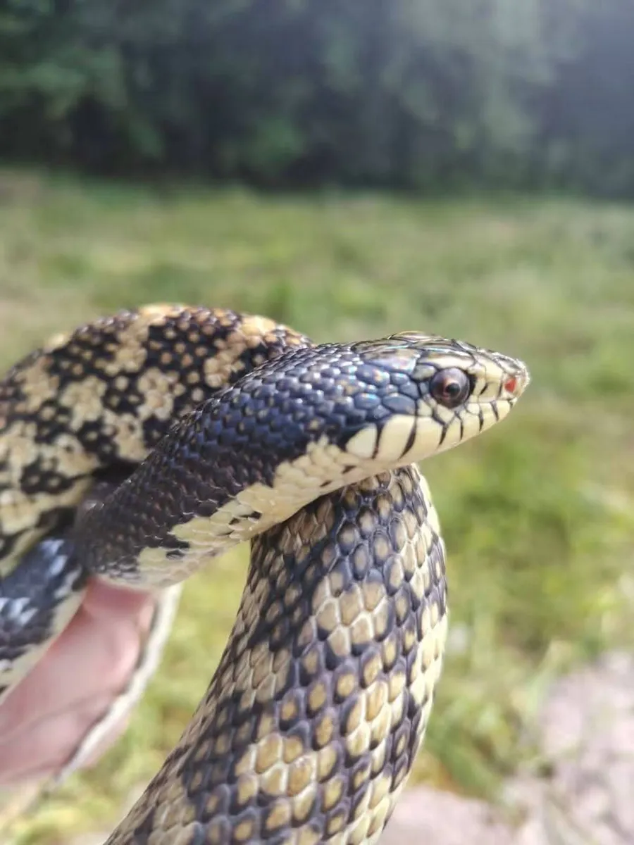 Giant Madagascar Hognose snake - Image 1