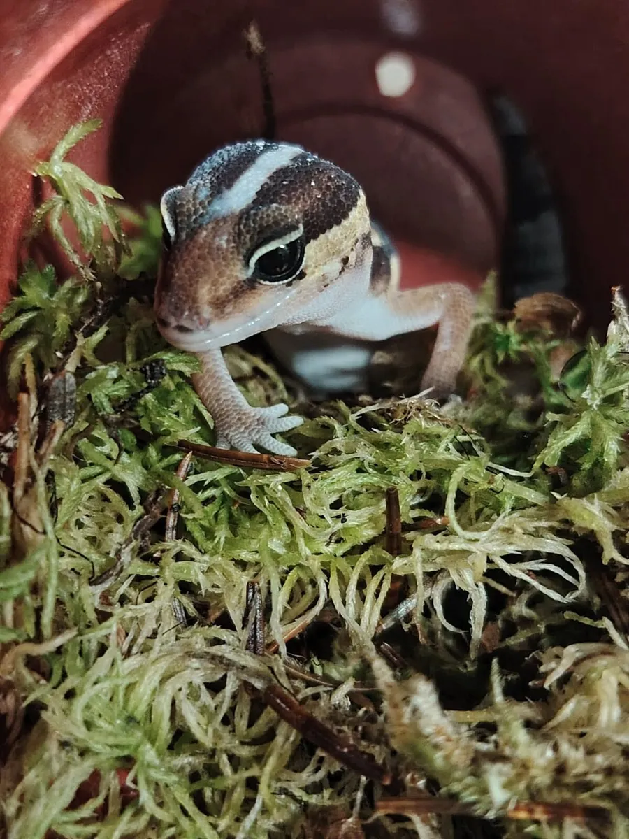 African fat tail gecko - Image 1