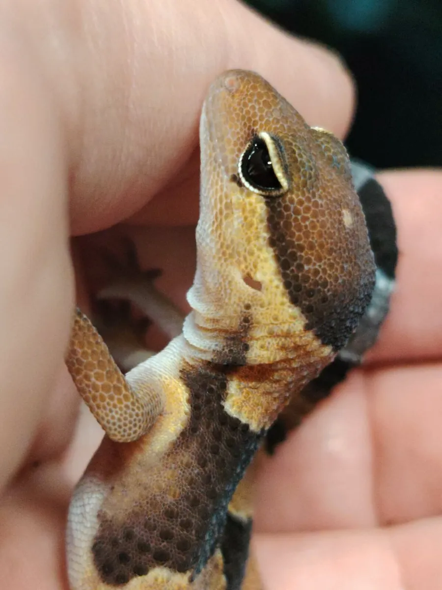African fat tail gecko - Image 2