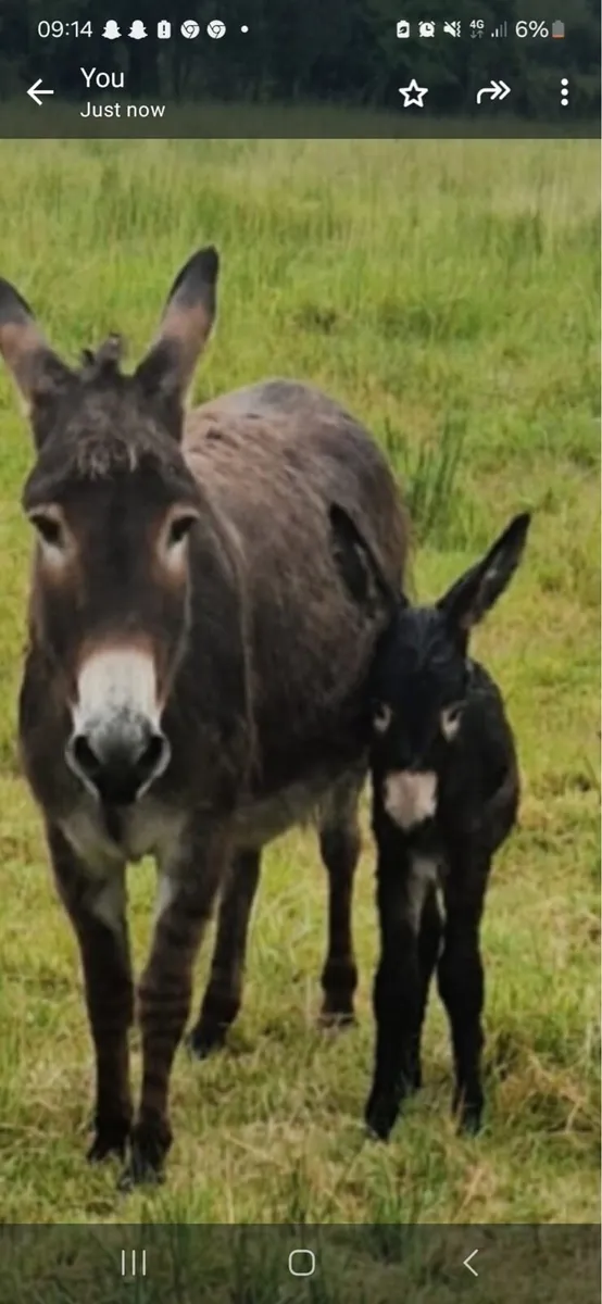 Mare Donkey and filly foal