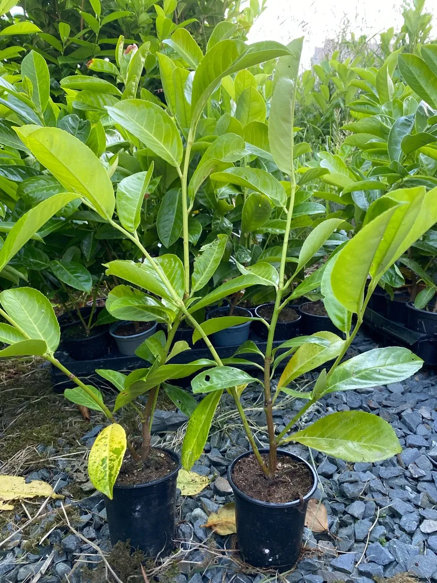 Laurel hedging 1.5ft tall - Image 3
